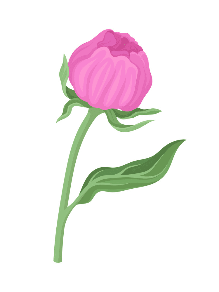 Peony Clipart Png Download