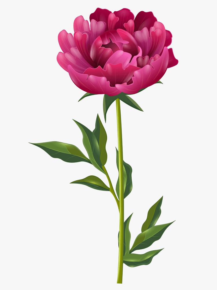 Peony Clipart Png Image