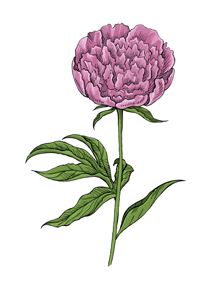 Peony Clipart Png Images