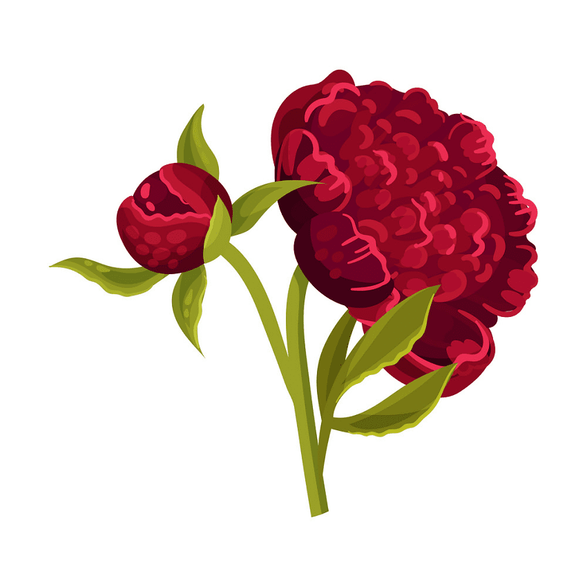 Peony Clipart Png Picture