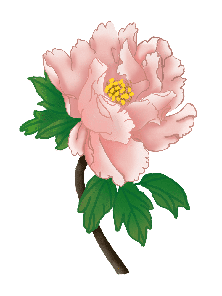 Peony Clipart Png Pictures