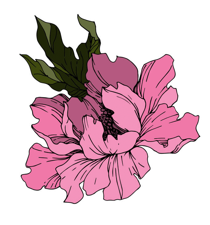 Peony Clipart Png