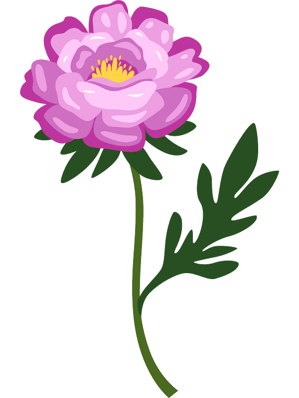 Peony Clipart Transparent Download