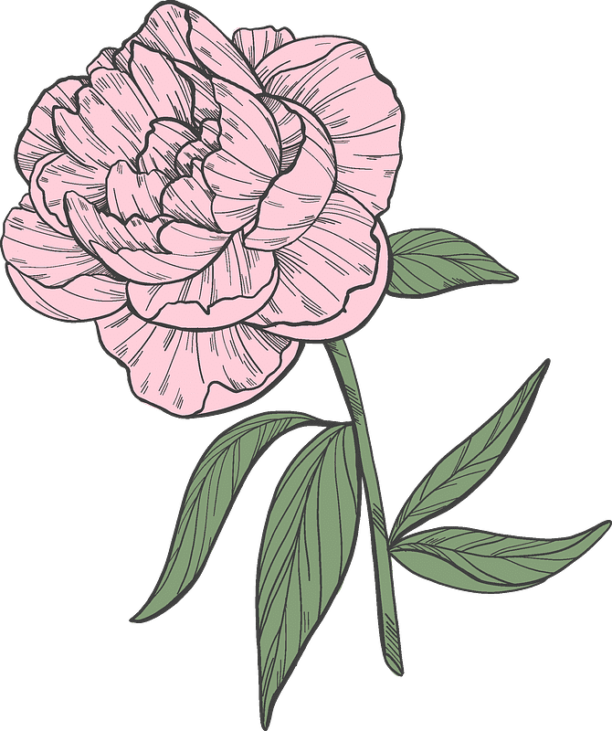 Peony Clipart Transparent For Free