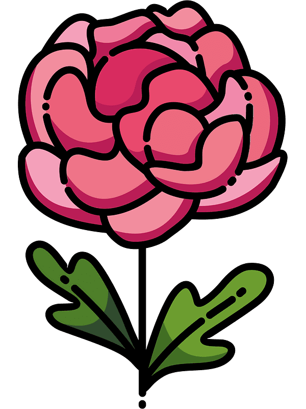 Peony Clipart Transparent Images