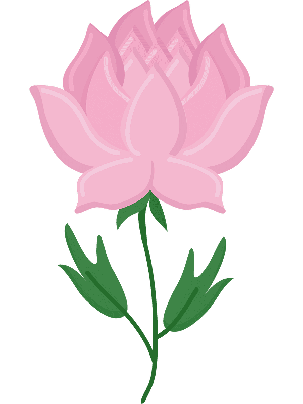 Peony Clipart Transparent Pictures