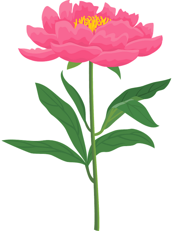 Peony Flower Clipart Transparent Background