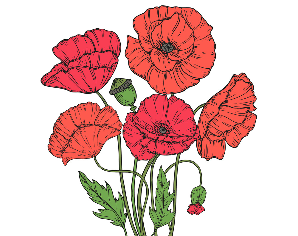 Poppies Clipart Free