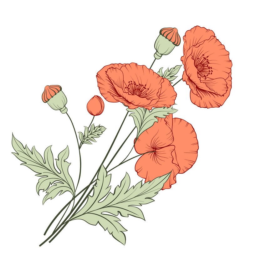 Poppies Clipart Png