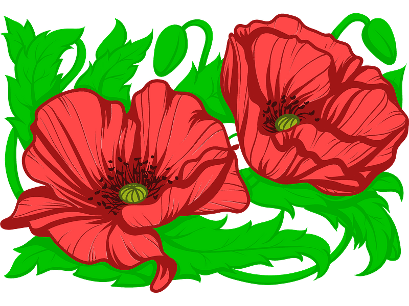 Poppies Clipart Transparent Background