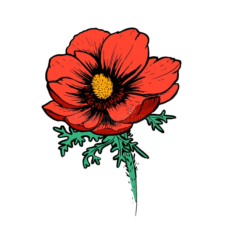 Poppy Clipart Png Pictures