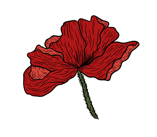 Poppy Flower Clipart Image