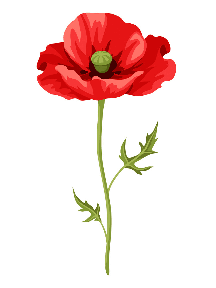 Poppy Flower Clipart Photo