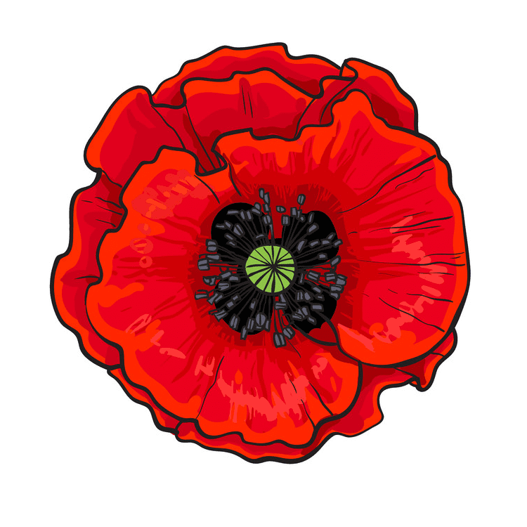 Poppy Flower Clipart Picture