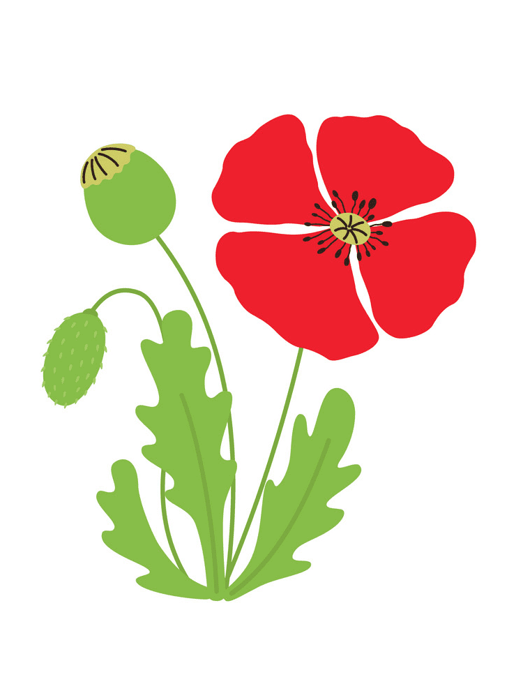 Poppy Flower Clipart Pictures
