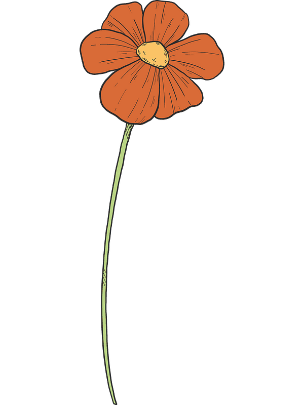 Poppy Flower Clipart Transparent Download