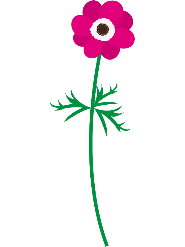 Poppy Flower Clipart Transparent Image