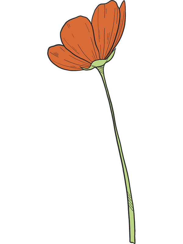 Poppy Flower Clipart Transparent Picture