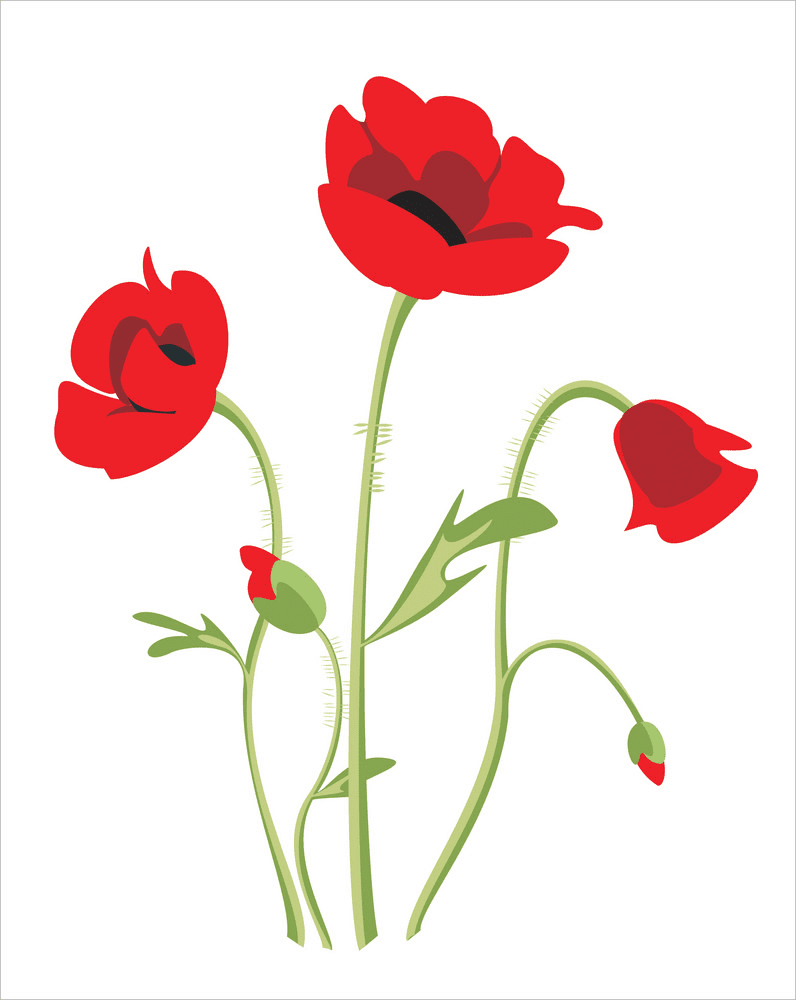 Poppy Flowers Clipart