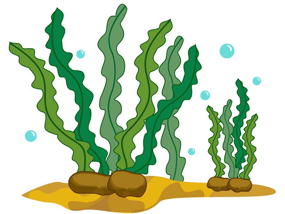 Seaweed Clipart For Free
