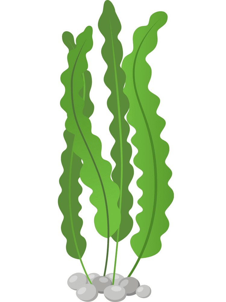 Seaweed Clipart Free Images
