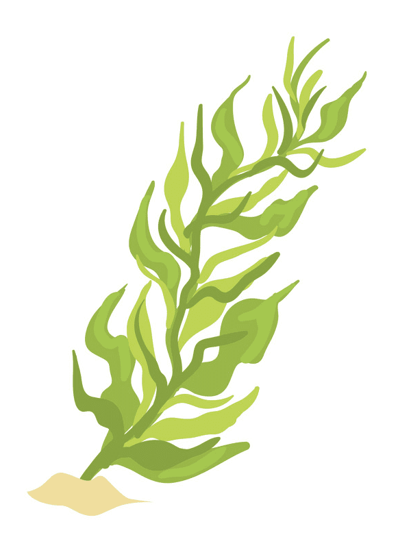 Seaweed Clipart Free Photos