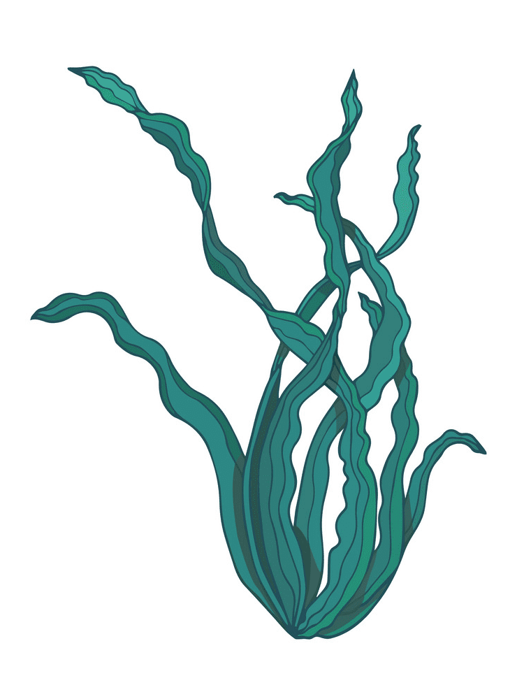 Seaweed Clipart Free Pictures