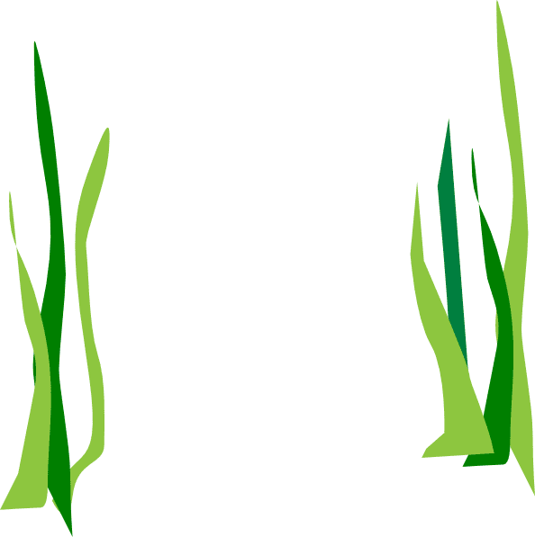 Seaweed Clipart Pictures