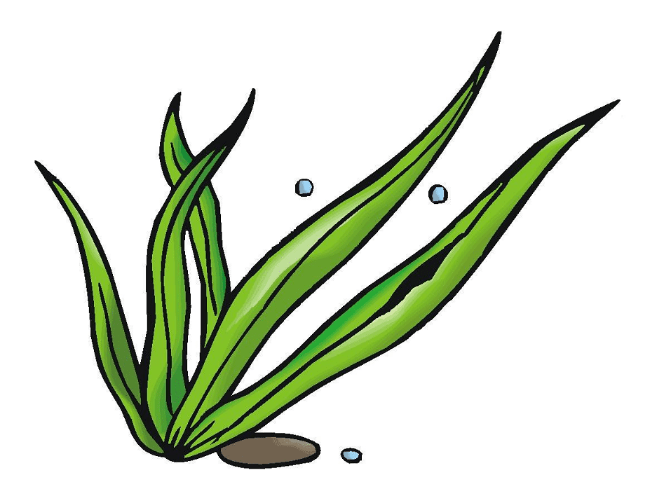 Seaweed Clipart Png Free