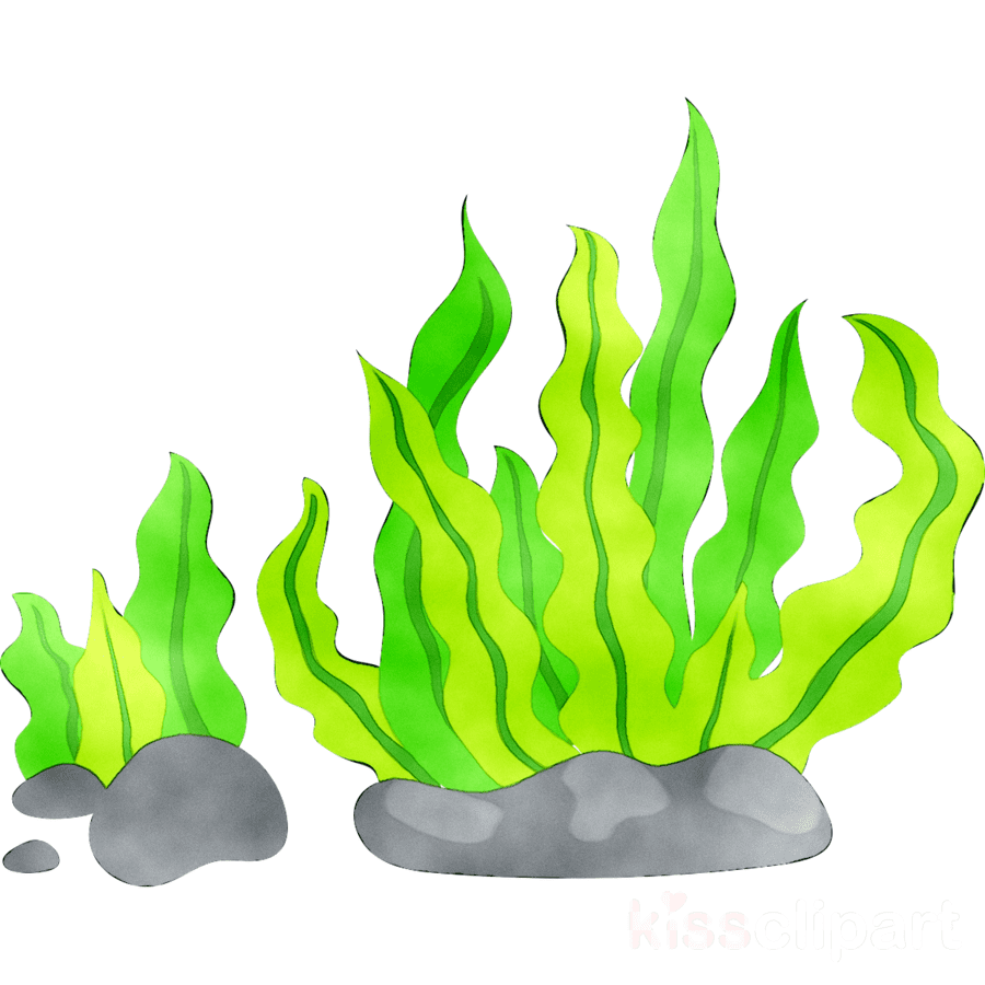 Seaweed Clipart Png Photo