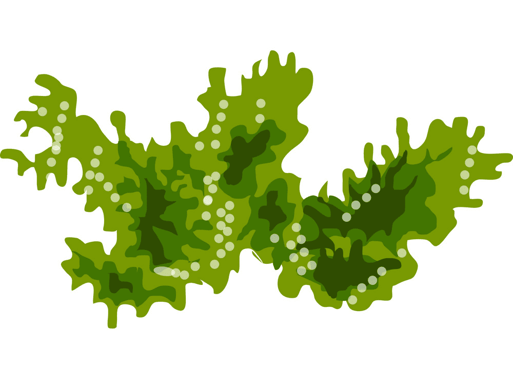 Seaweed Clipart Png Photos