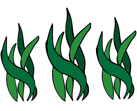 Seaweed Clipart Png Picture