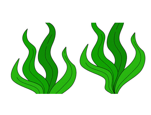 Seaweed Clipart Png Pictures