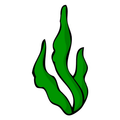 Seaweed Clipart Png