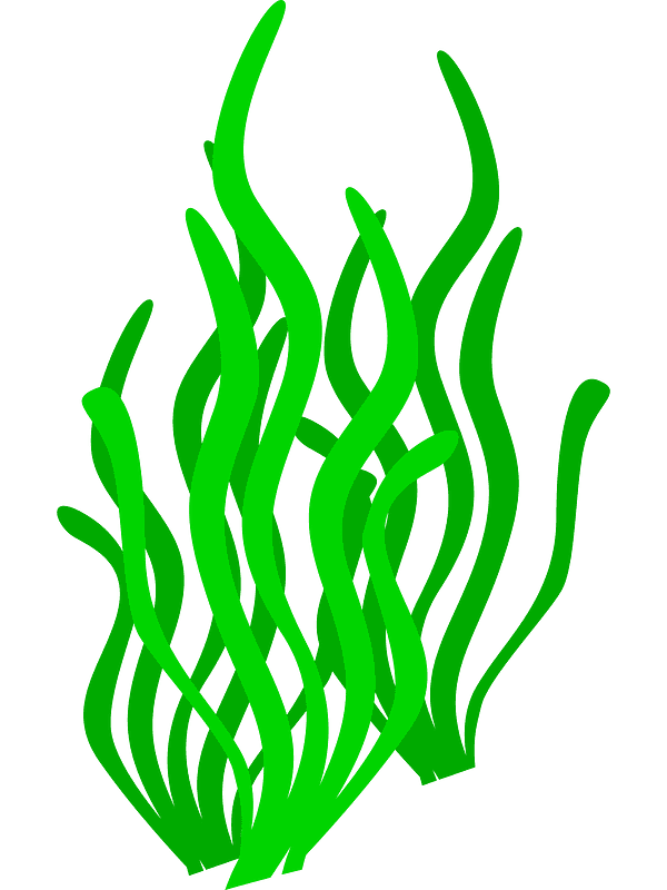 Seaweed Clipart Transparent Background (3)