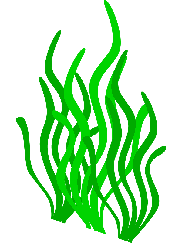 Seaweed Clipart Transparent Background (4)