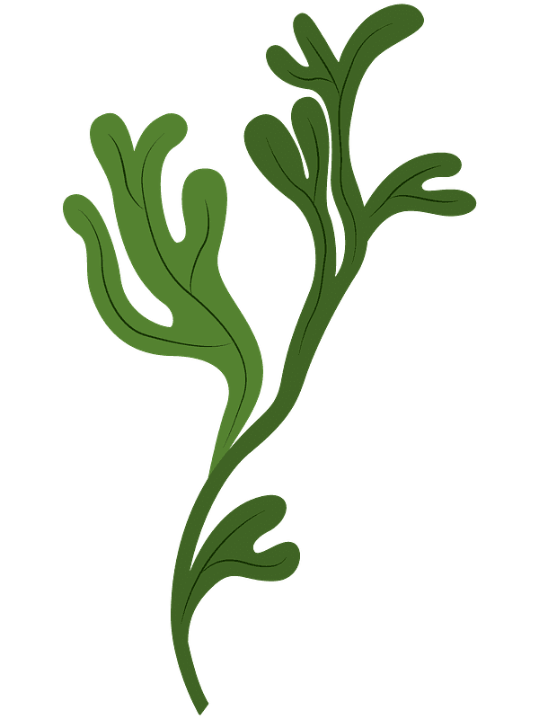 Seaweed Clipart Transparent Picture