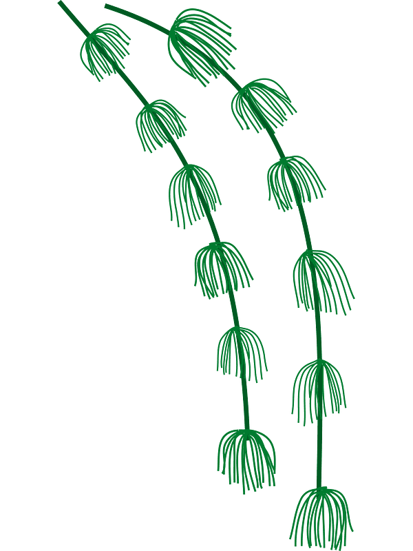 Seaweed Clipart Transparent