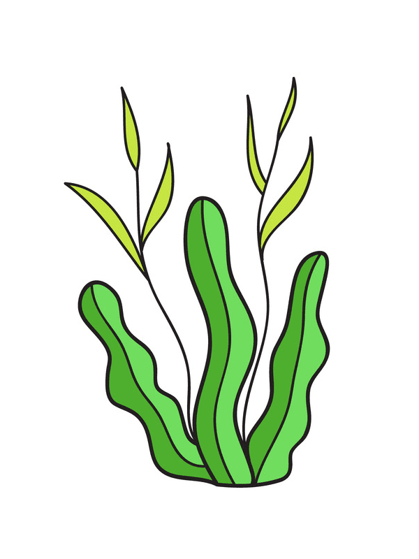 Seaweed Png Clipart