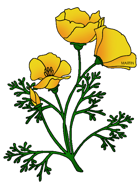 Yellow Poppy Clipart