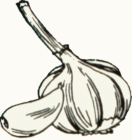 Garlic Clipart For Free