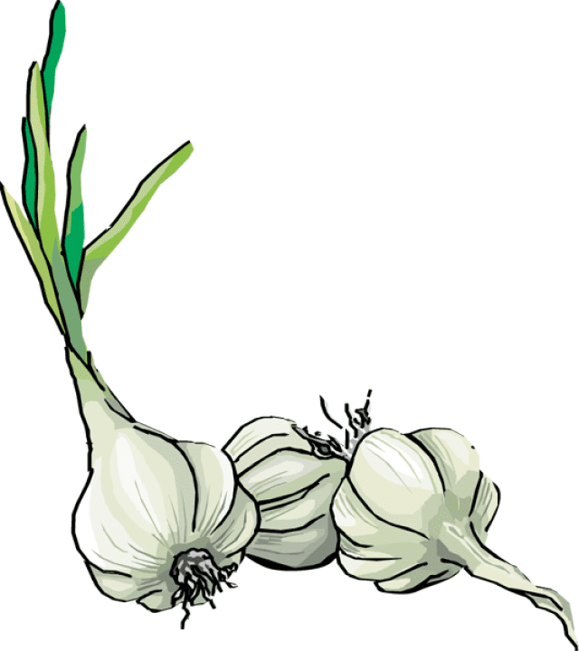Garlic Clipart Image