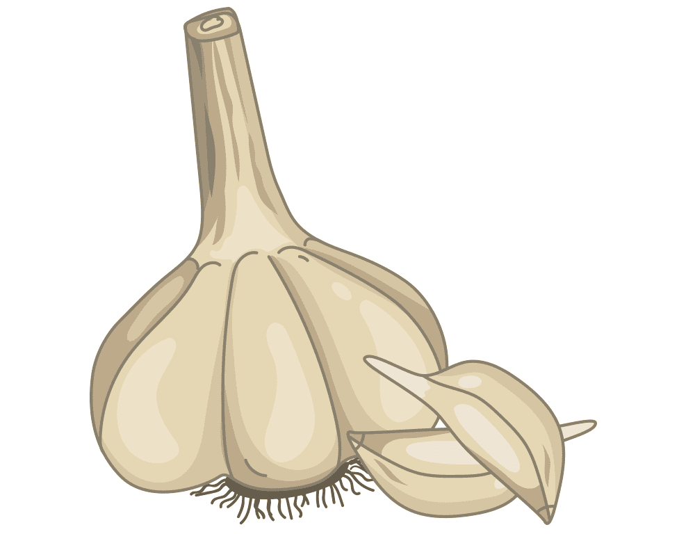 Garlic Clipart Png For Free
