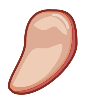 Meat Clipart Png Image