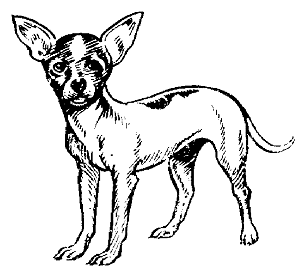 Chihuahua Black and White Clipart