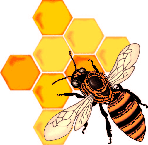 Bee and Honeycomb Clipart