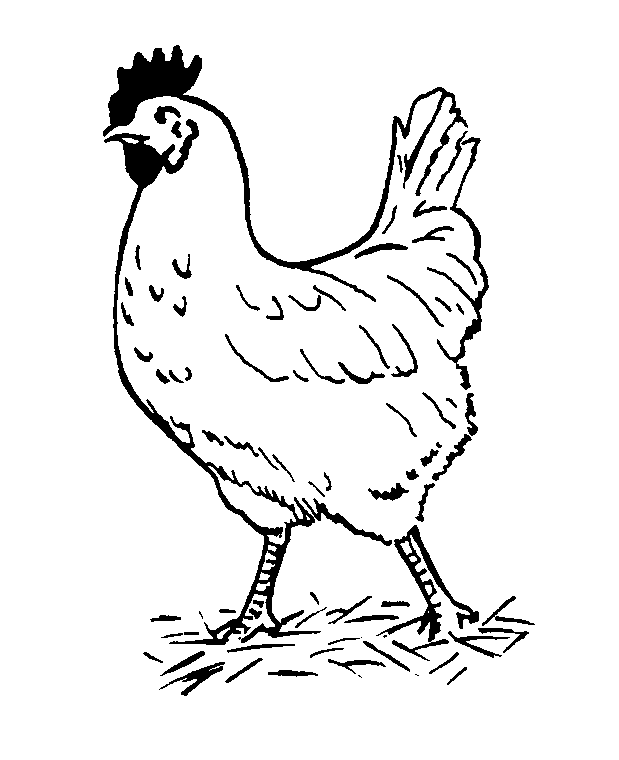 Hen Black and White Clipart