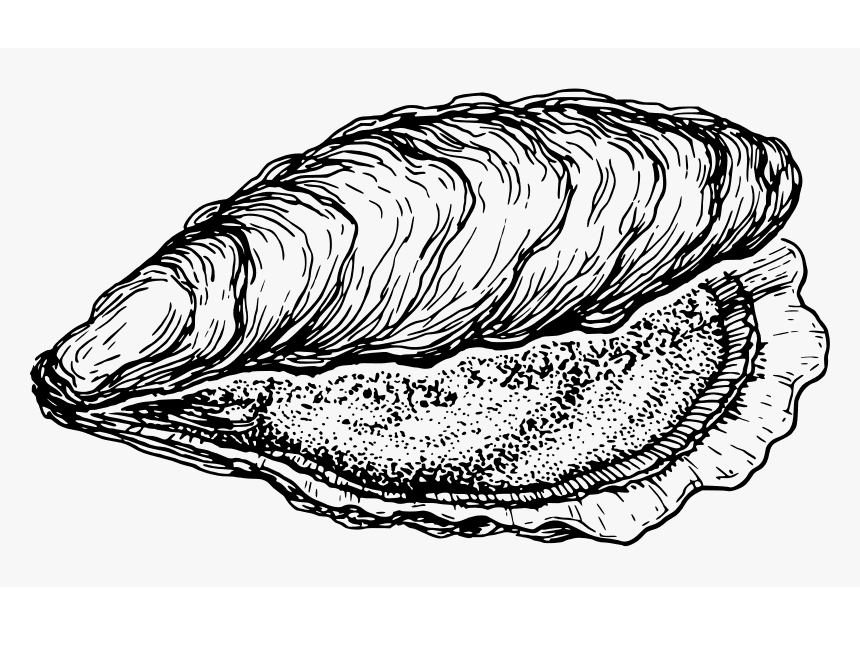 Oyster Black and White Clipart