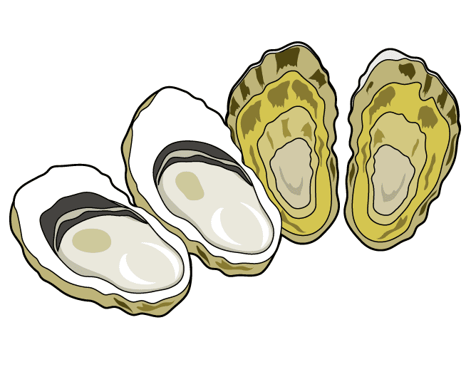 Oysters Clipart