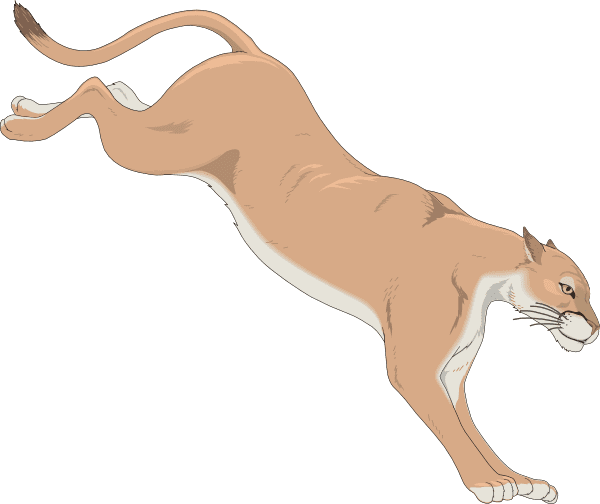 Cougar Clipart Images